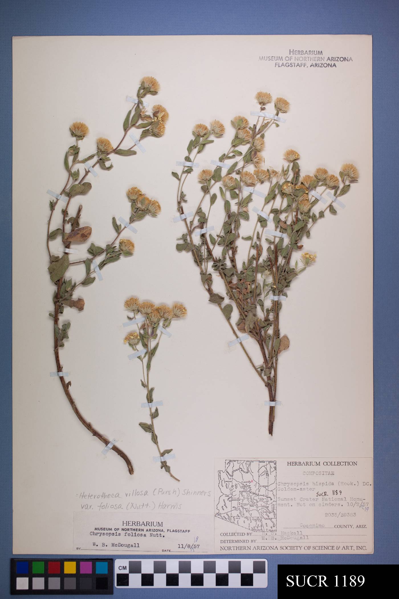 Heterotheca villosa var. foliosa image